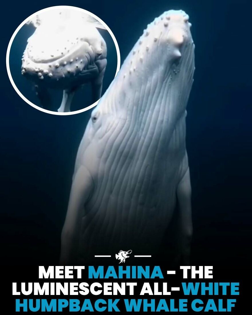 Luminescent all-white humpback whale calf named Mahina underwater