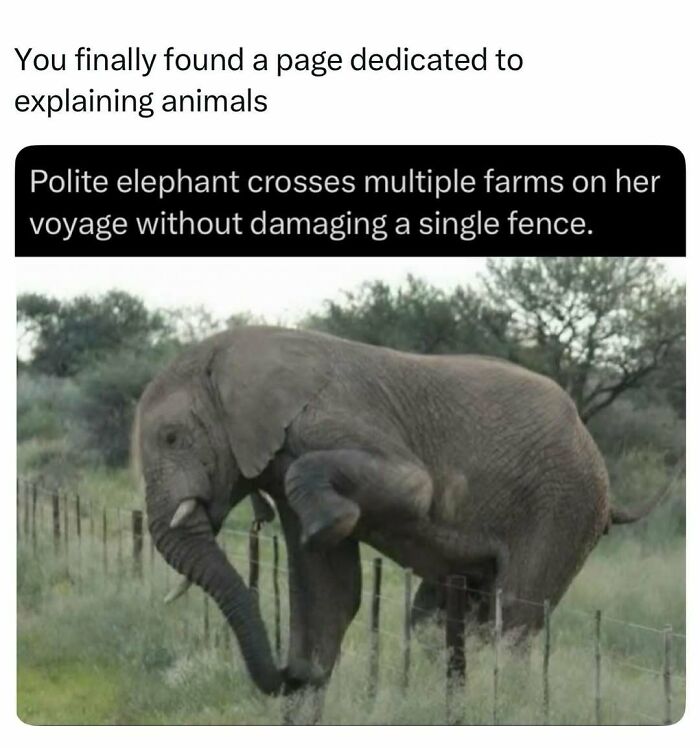 Elephant carefully crossing a fence without causing damage on a farm
