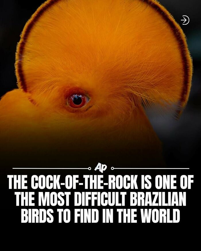 Close-up of c**k-of-the-rock bird, a rare Brazilian species difficult to find