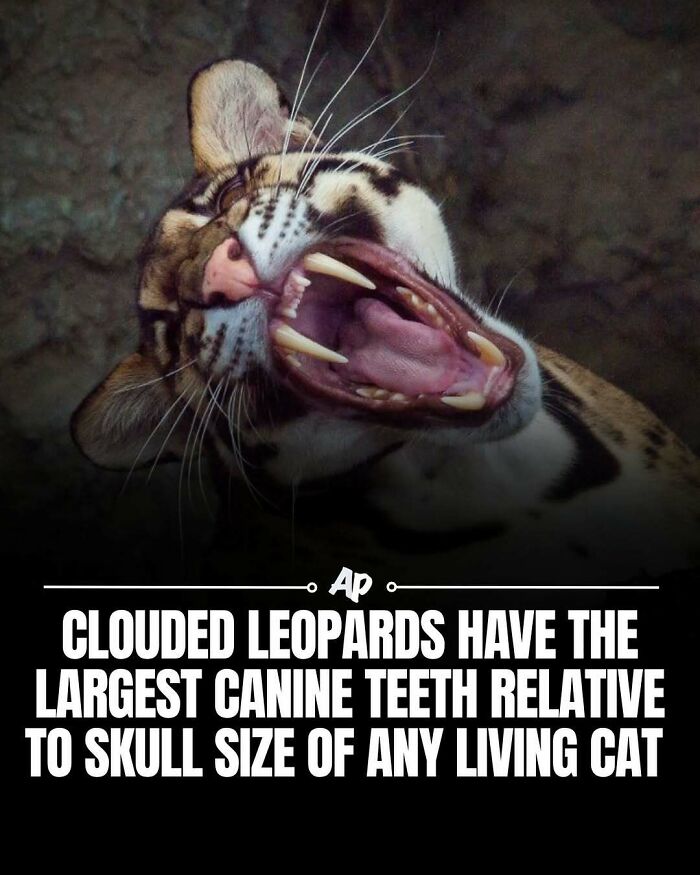 Clouded leopard showing largest canine teeth relative to skull size