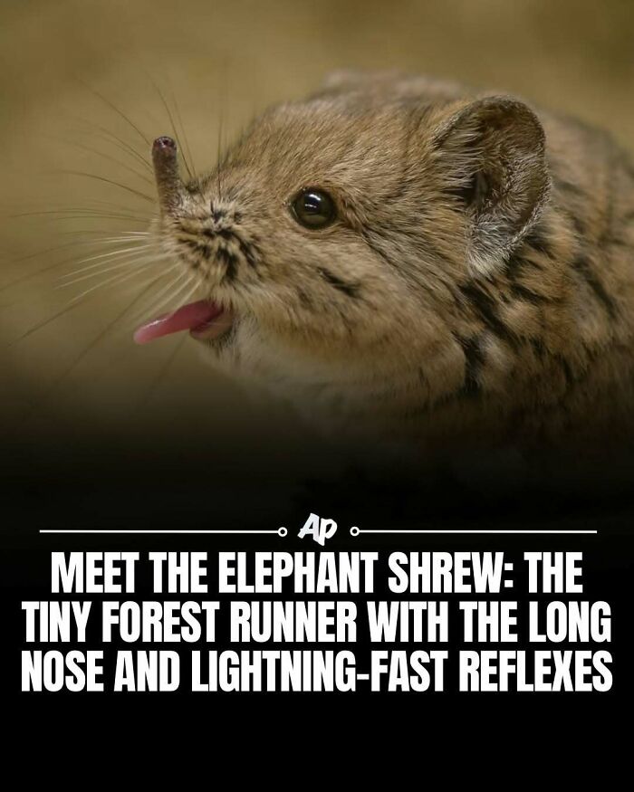 Close-up of elephant shrew with long nose and fast reflexes animal fact