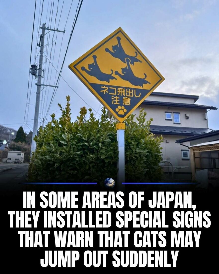 Special signs in Japan warn about cats, illustrating how our planet's diverse cultures interact with wildlife.