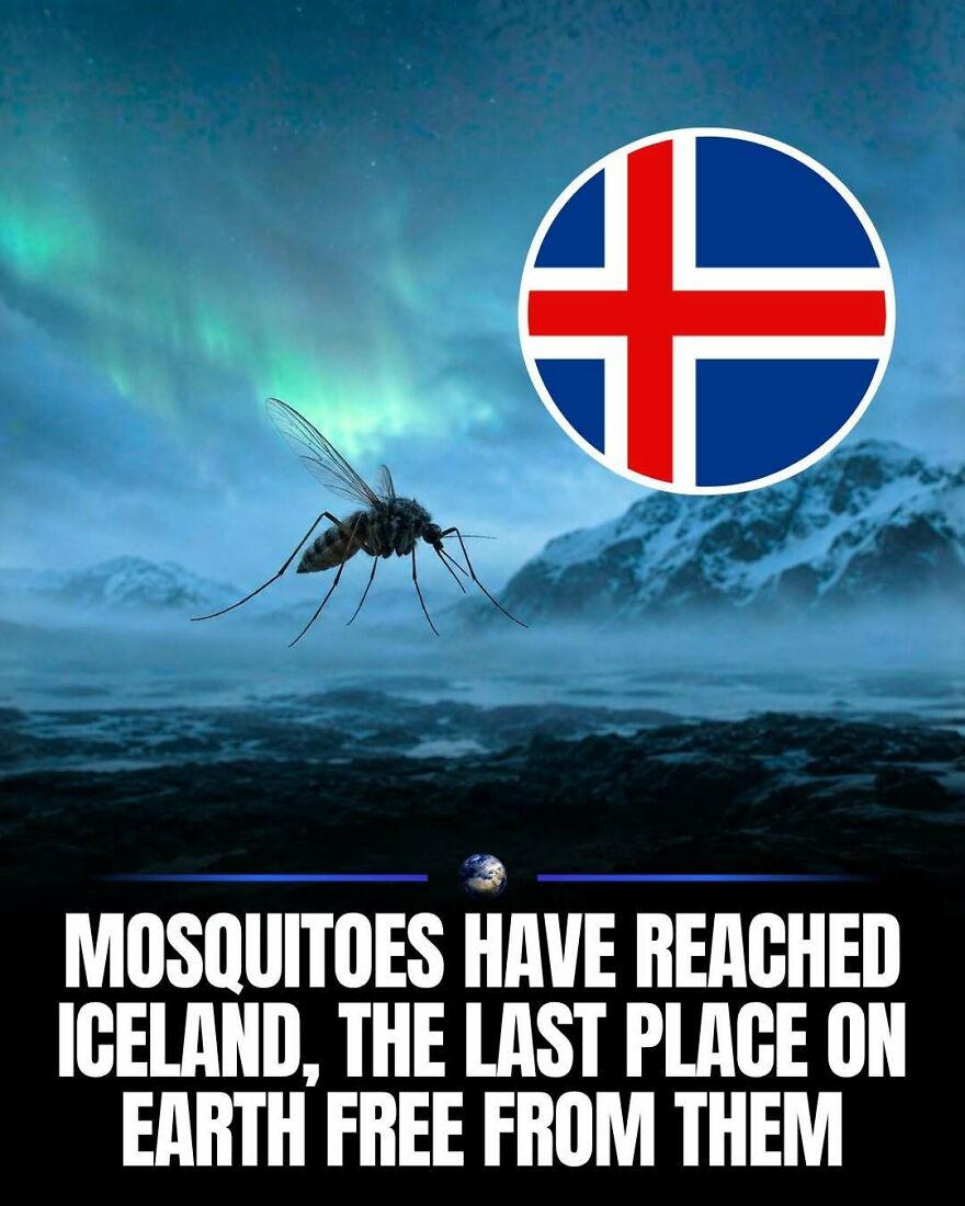 A mosquito and the Iceland flag, illustrating mosquitoes reaching Iceland, impacting our planet.