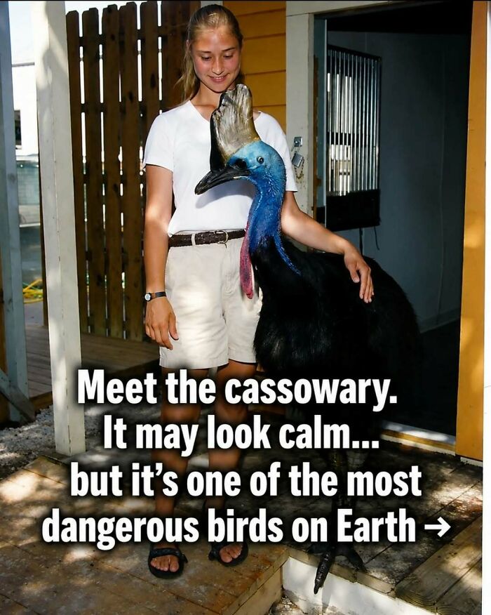 A woman standing with a large cassowary, a dangerous bird, highlighting surprising facts about animals.