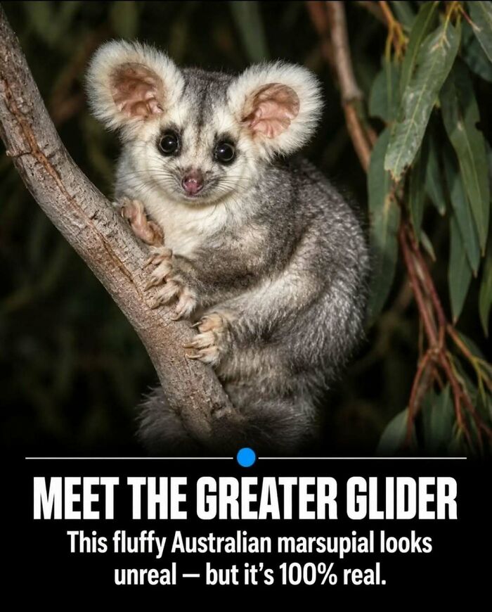 Facts and stories about animals: A fluffy Greater Glider, an Australian marsupial, perched on a tree branch.