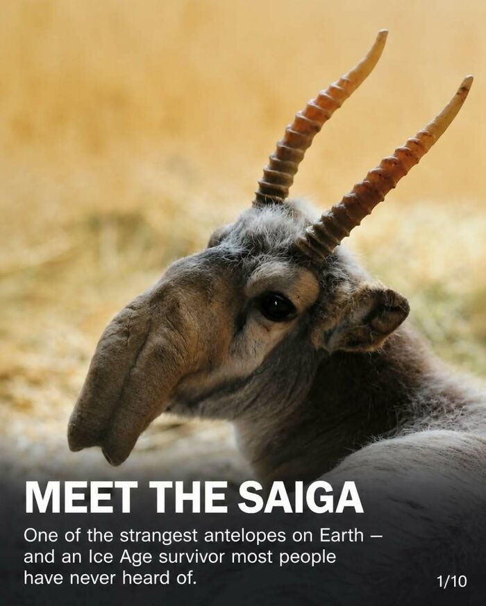 Close-up of a saiga antelope, highlighting its unique features and surprising facts and stories about animals.