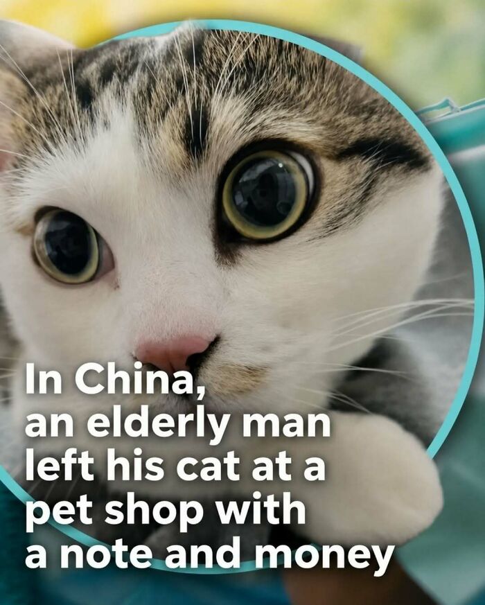 A cat with wide eyes, illustrating a story about an elderly man and surprising facts about animals.