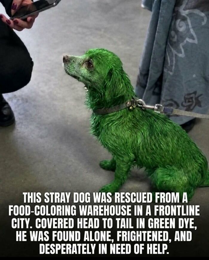 A small green-dyed dog on a leash, looking up, an image of surprising facts and stories about animals.