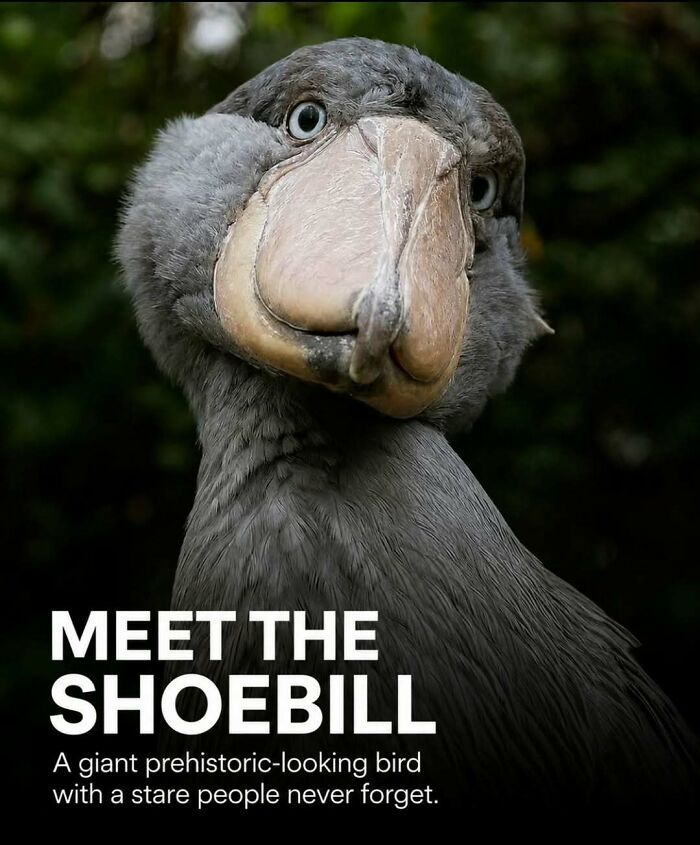 A close-up of a shoebill, a surprising animal, showcasing its unique prehistoric-looking features.