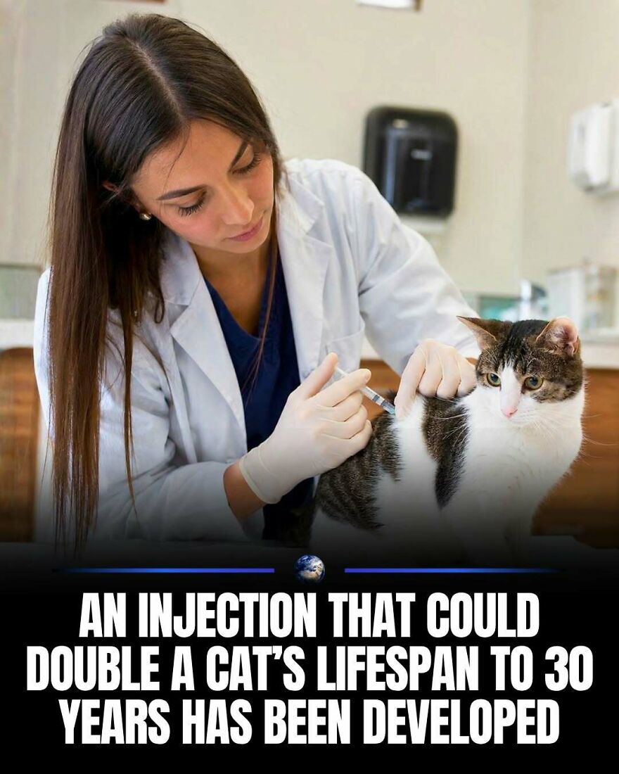 A veterinarian giving an injection to a cat, highlighting advancements in humanity and our planet's animal care.