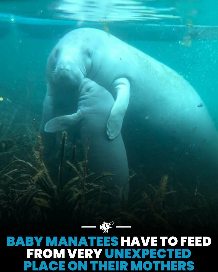 Baby manatees feeding from an unexpected place on their mothers underwater