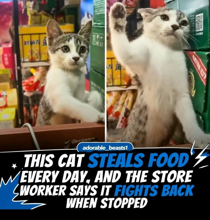 Facts and stories about animals: A cat standing on its hind legs, stealing food in a store.