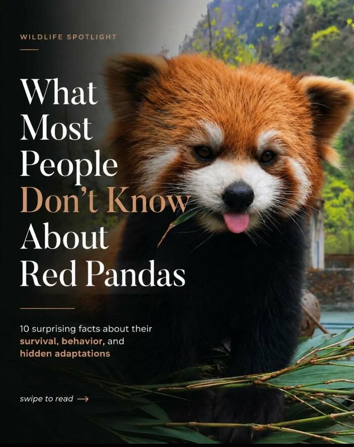 A red panda, a surprising animal, sticking its tongue out playfully, surrounded by lush green foliage.