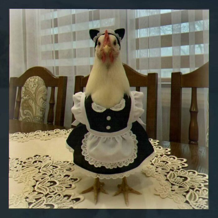 A white chicken dressed in a black and white maid uniform with cat ears, standing on a table. Chaotic and unhinged pics.