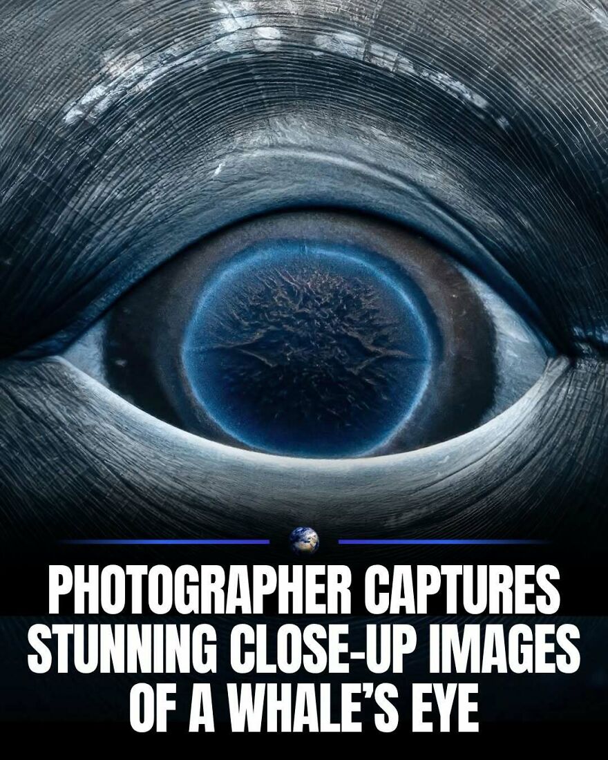 A stunning close-up image of a whale's eye, revealing the intricate details of marine life on our planet.