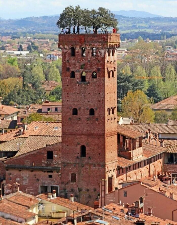 Medieval brick tower with rooftop trees as a historical treasure