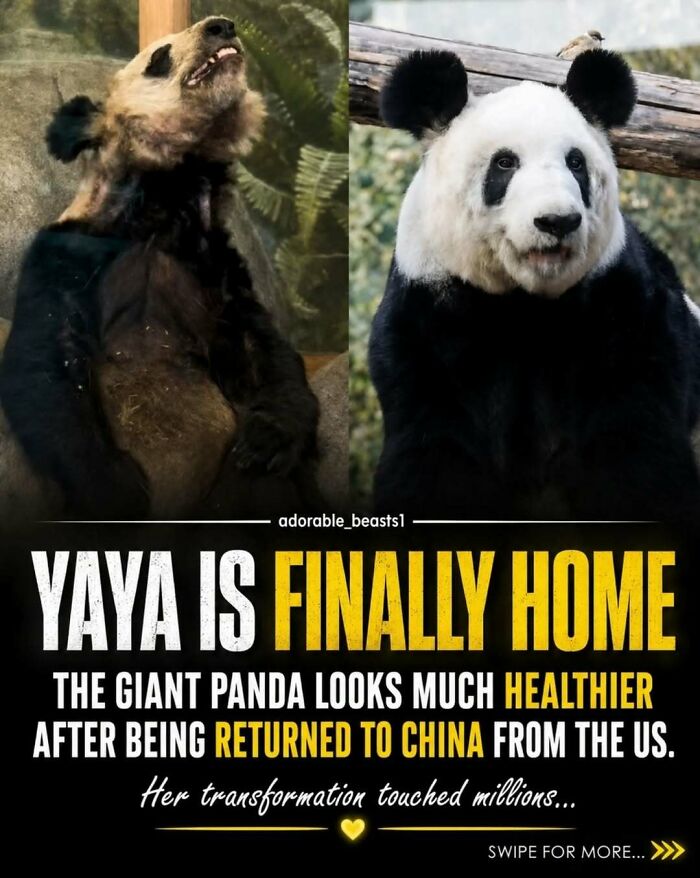 A split image showing YaYa the giant panda, a surprising animal, looking healthier after returning to China.