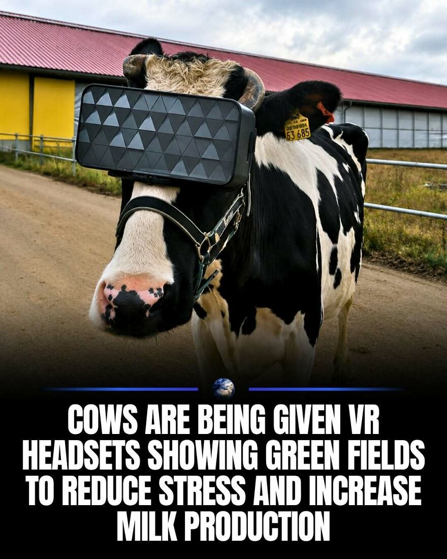 A cow wearing VR headsets, showing innovative ways to improve animal welfare and milk production on our planet.