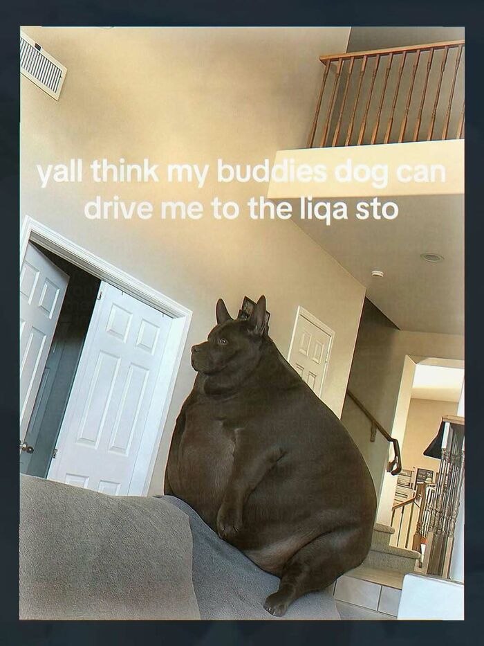 An unhinged pic of an extremely overweight dog on a couch, with text asking if it can drive, part of chaotic and unhinged pics.