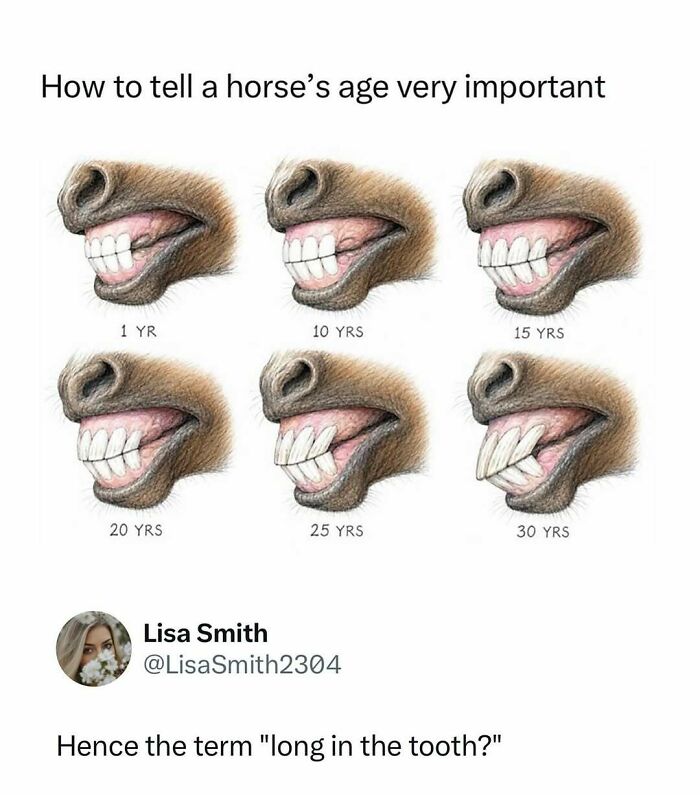 How to tell a horses age by its teeth progression
