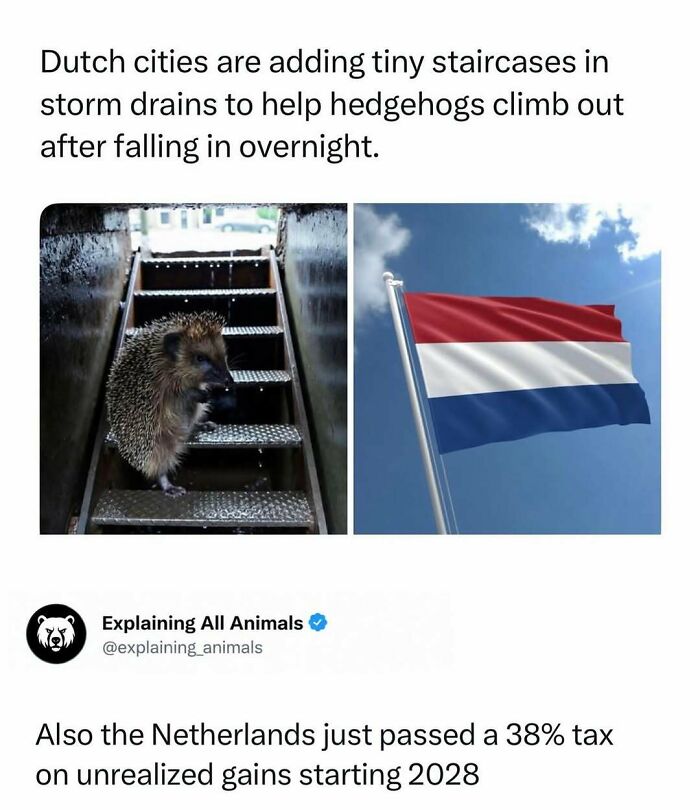 Dutch cities add tiny staircases in storm drains to help hedgehogs climb out