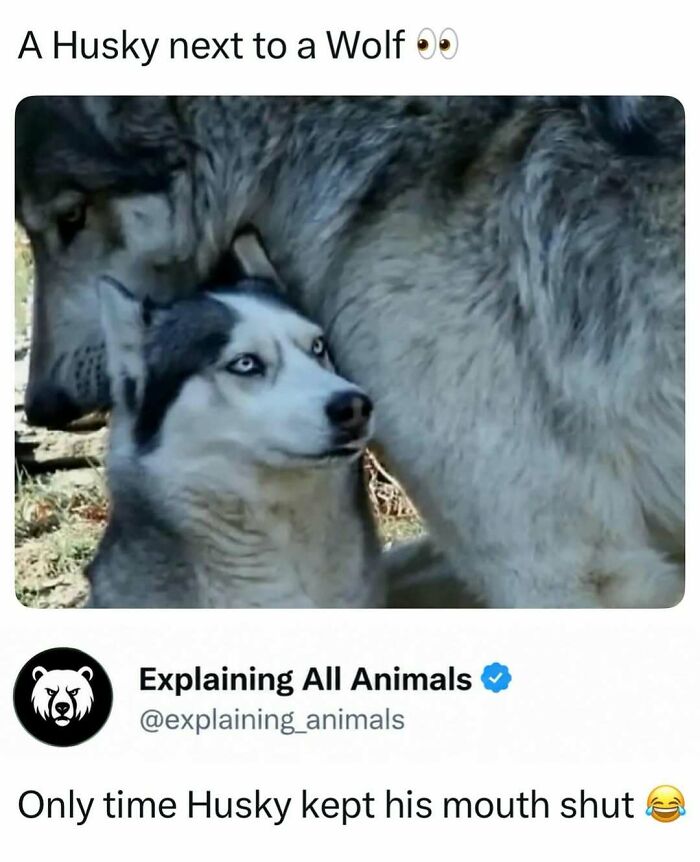 Husky dog sitting quietly beside a large wolf outdoors