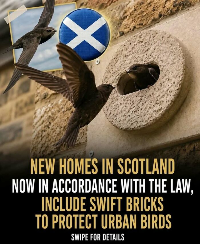 Facts and stories about animals: Swifts flying near a swift brick in Scotland, highlighting new homes protecting urban birds.