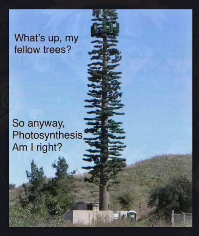 A cell tower disguised as a tree among other chaotic and unhinged pics.
