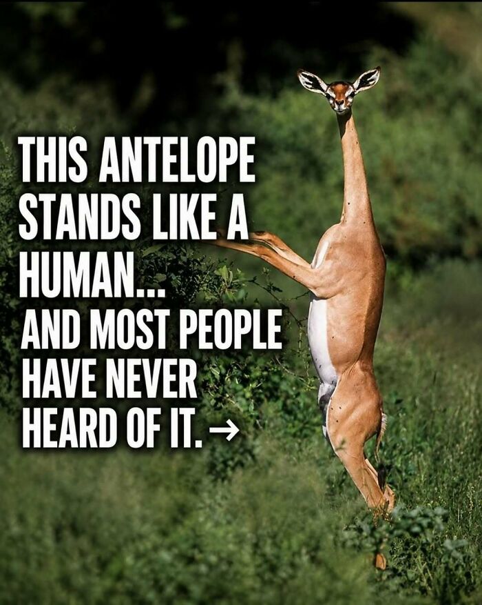 Facts and stories about animals: A Gerenuk antelope standing like a human, reaching for leaves on a bush.