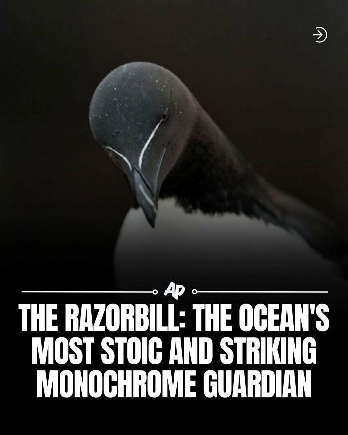 Close up of razorbill bird with dark background highlighting ocean bird