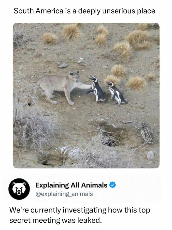 South America animal interaction with puma and penguins shows curious nature in wildlife animals