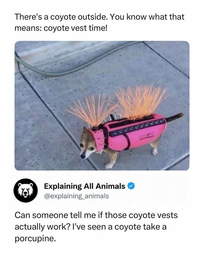 Dog wearing a spiky pink coyote vest for animal protection