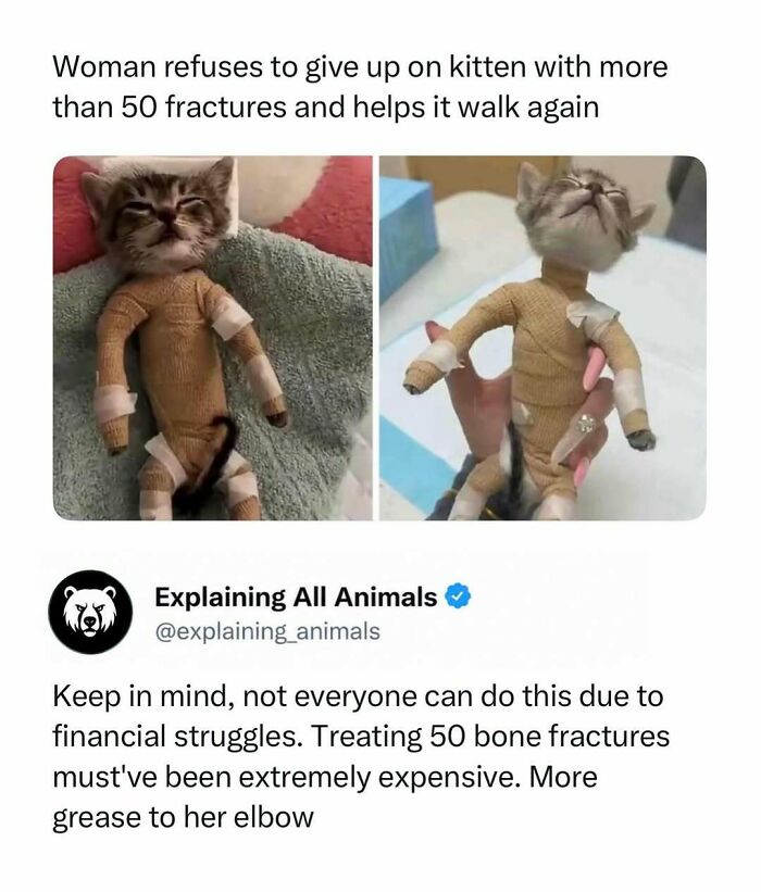 Kitten wrapped in bandages after fractures recovering to walk