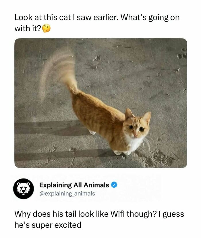 Cat with a blurry tail wagging like a wifi signal