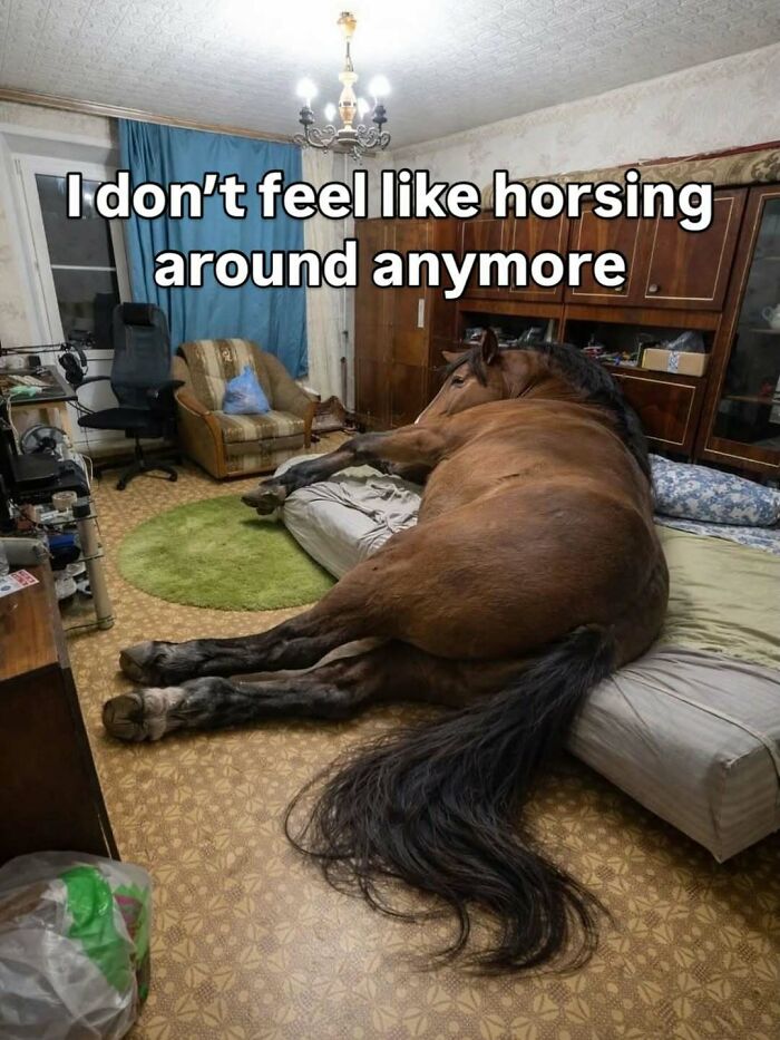 Large horse lying on a bed with text about not horsing around funny screenshot