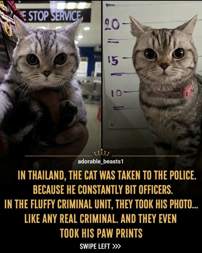 Two cats stand like humans, one held by a hand, the other against a height chart, sharing surprising facts about animals.