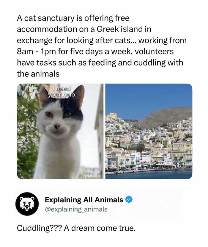 Cat sanctuary offering free accommodation on Greek island