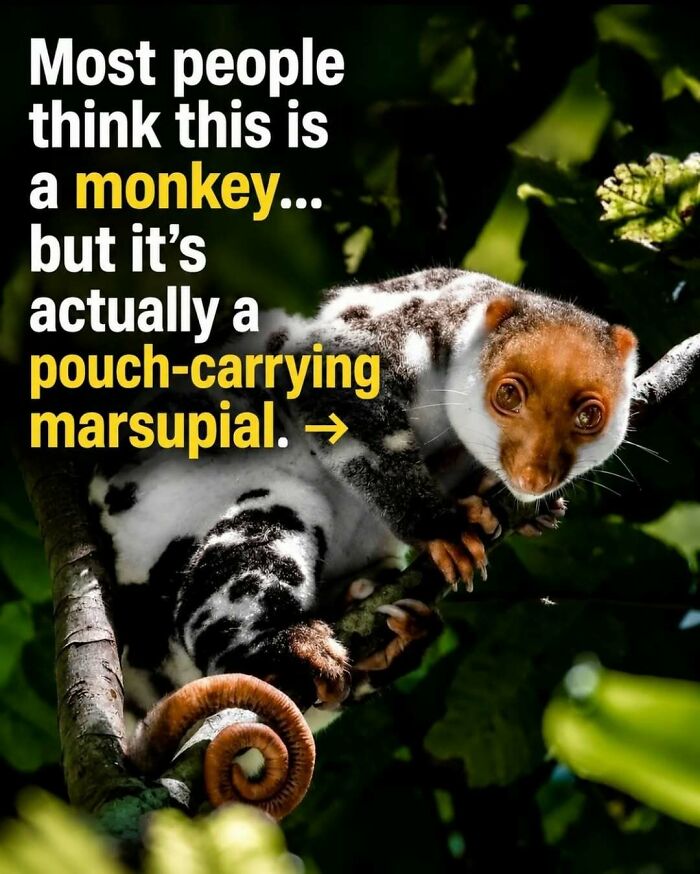 A unique pouch-carrying marsupial in a tree, showing surprising facts and stories about animals.
