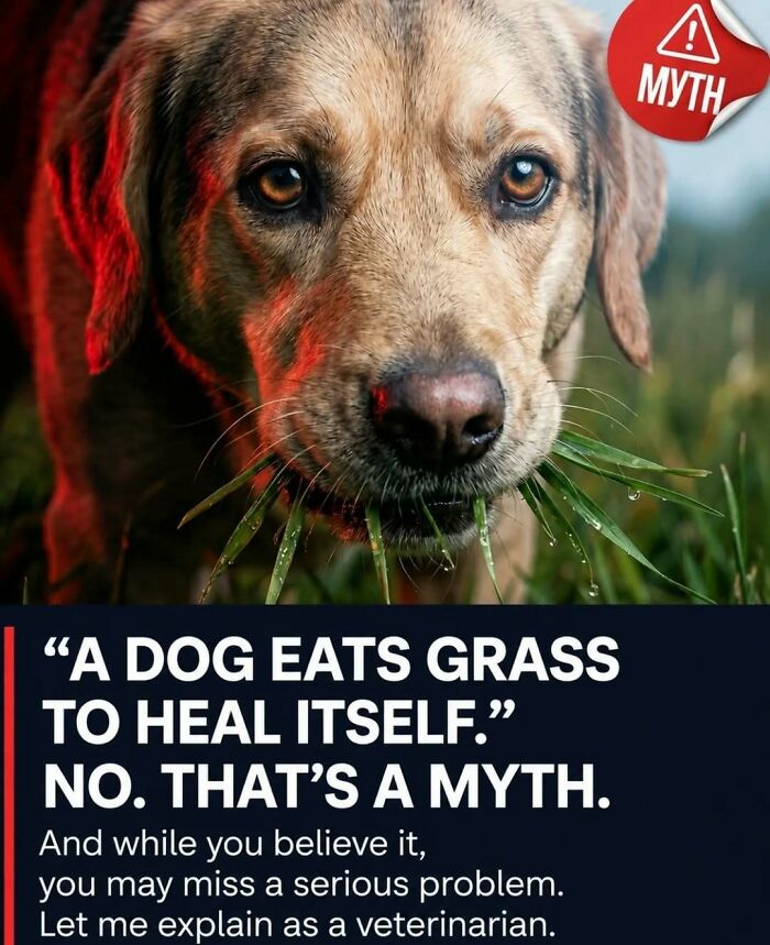 A brown dog eating grass, dispelling a myth with surprising facts and stories about animals.
