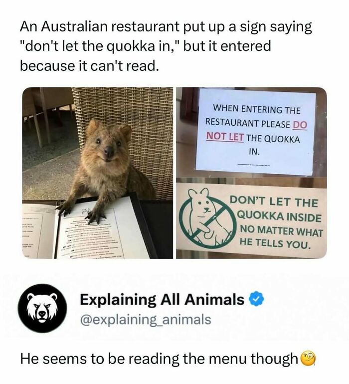 Quokka looking at menu inside an Australian restaurant
