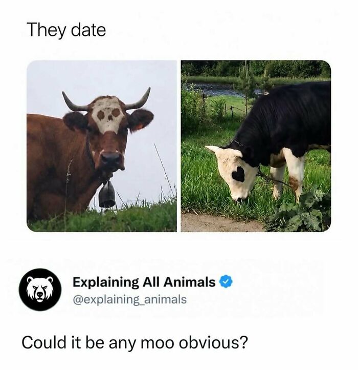 Two cows with unique heart-shaped markings on their heads
