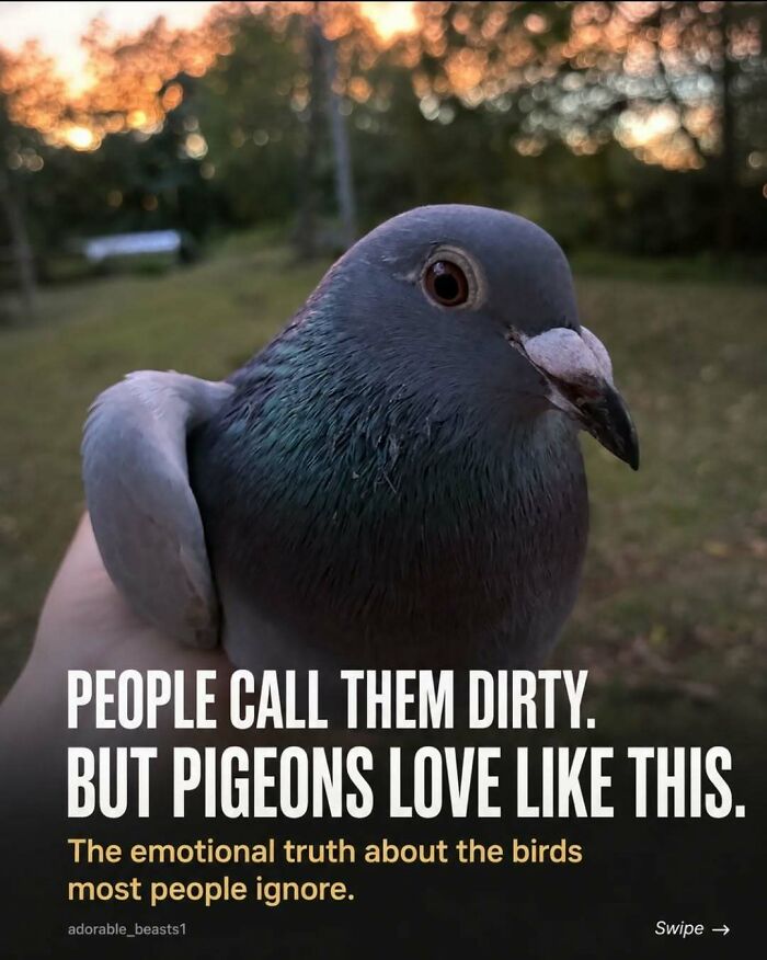 A close-up of a pigeon in a hand, showcasing the emotional stories and surprising facts about animals.