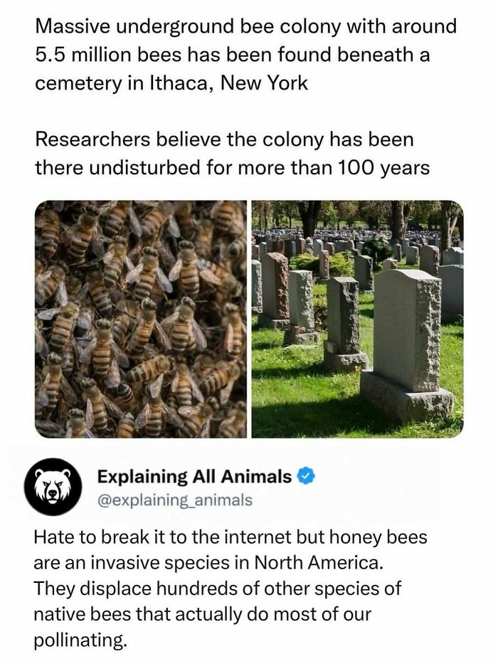 Massive underground honey bee colony under cemetery in Ithaca New York with 5.5 million bees