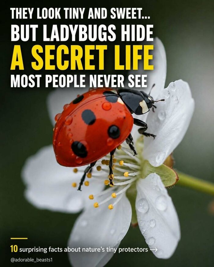 A ladybug with red and black spots on a white flower, illustrating surprising facts and stories about animals.