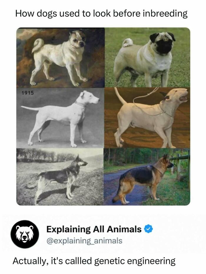Historic and modern dog breeds showing genetic engineering changes