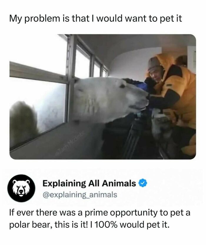 Person inside vehicle petting curious polar bear at window