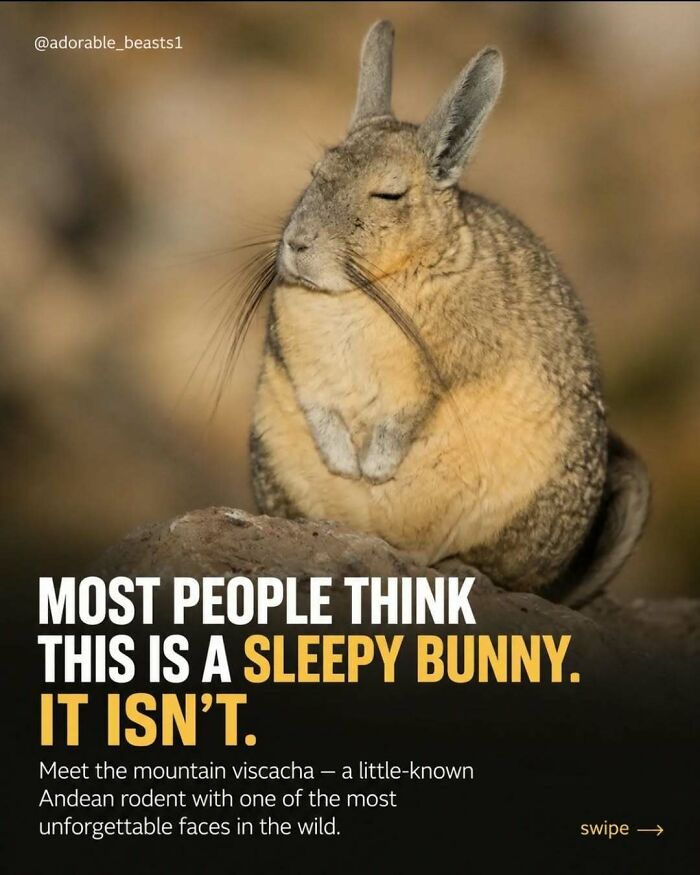 A sleepy-looking viscacha, a type of animal, sitting on a rock, revealing surprising facts about animals.