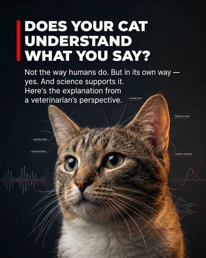 A cat with diagrams illustrating how animals understand human speech, revealing surprising facts about animals.