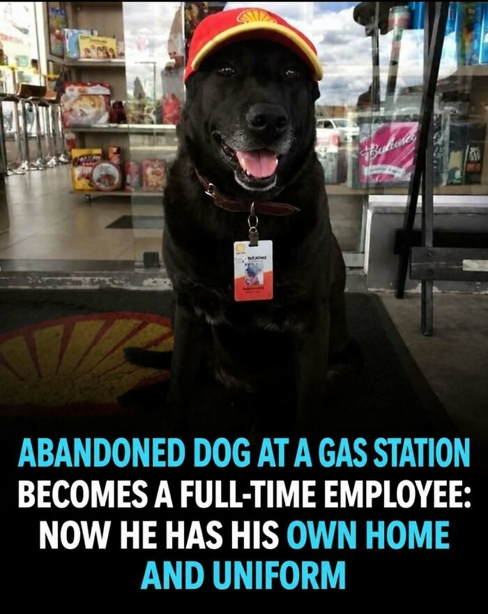 A black dog wearing a gas station uniform and hat, showing surprising facts and stories about animals.