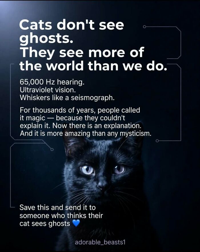 A black cat with bright eyes and text about surprising facts and stories about animals senses.